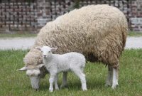 اثر پرورش صنعتی گوسفندان بر سلامت انسان