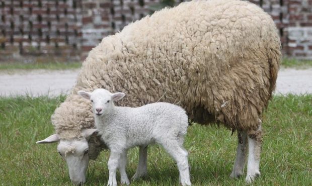 اثر پرورش صنعتی گوسفندان بر سلامت انسان اثر پرورش صنعتی گوسفندان بر سلامت انسان