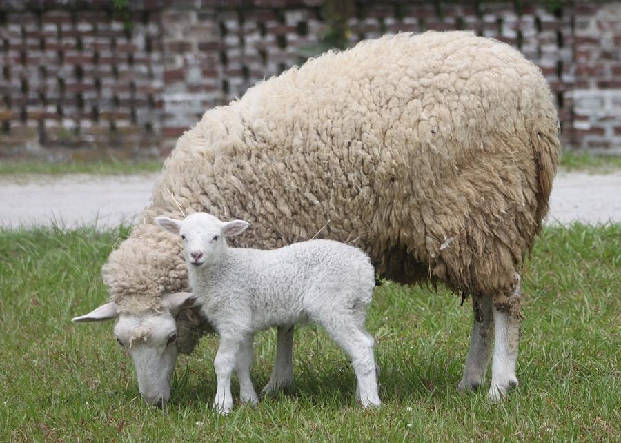 اثر پرورش صنعتی گوسفندان بر سلامت انسان 1 4bed8197 e713 4146 812c 3592a63c6b26