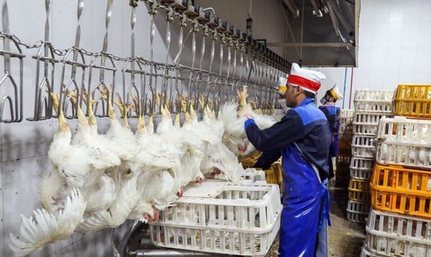 ظلم به مرغها در کشتارگاهها، مضرات مصرف محصولات حیوانی و مزایای مصرف منابع جایگزین گیاهی ظلم به مرغها در کشتارگاهها، مضرات مصرف محصولات حیوانی و مزایای مصرف منابع جایگزین گیاهی