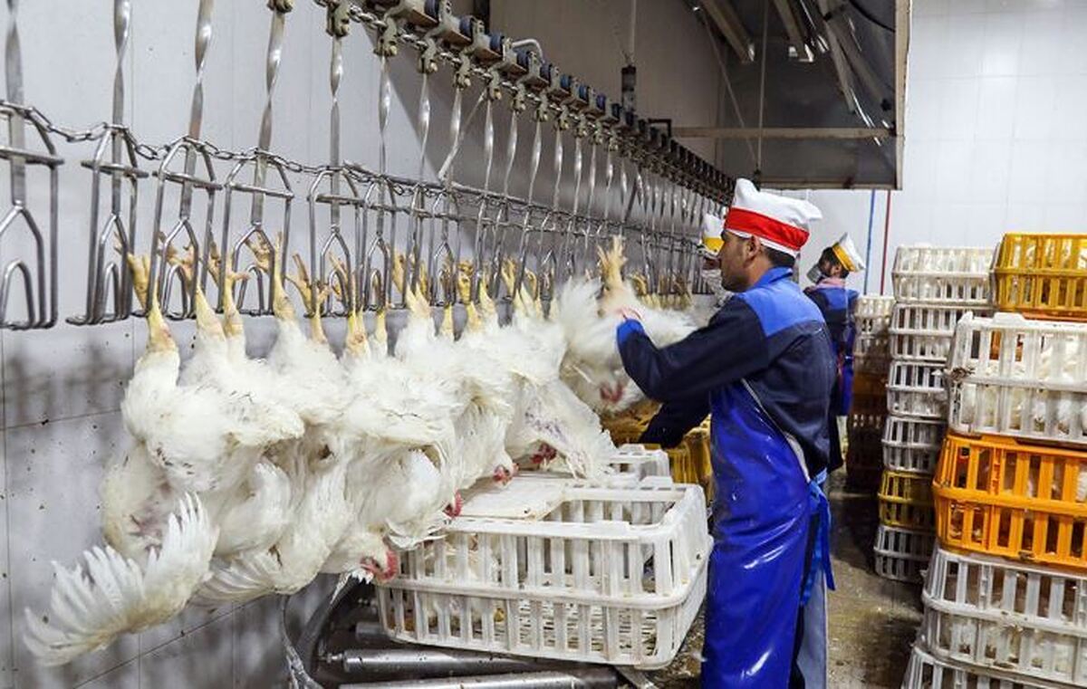 ظلم به مرغها در کشتارگاهها، مضرات مصرف محصولات حیوانی و مزایای مصرف منابع جایگزین گیاهی 1 779ffd34 a389 495b 870a 83d68b4e87d7