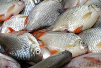 خطرات مصرف ماهیهای پرورشی و افزایش سطح جیوه در بدن خطرات مصرف ماهیهای پرورشی و افزایش سطح جیوه در بدن