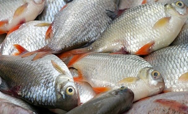 خطرات مصرف ماهی‌های پرورشی و افزایش سطح جیوه در بدن