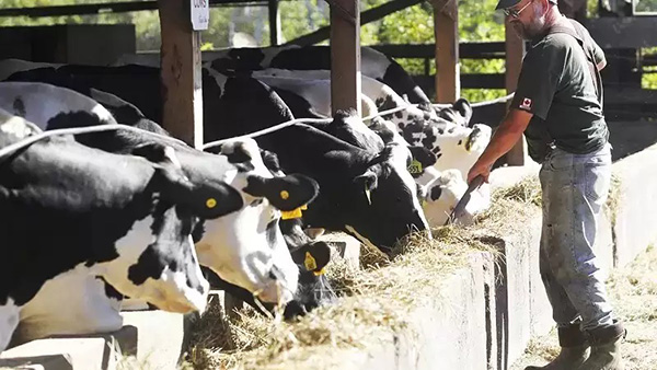 ظلم به گاوهای شیرده و کاهش کیفیت شیر 2 8fd92eb3 d124 4508 b2ef 40aca0c35991